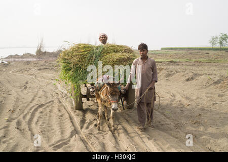 Deux hommes avec âne travaillant dans la terre par la rivière Chenab Multan Pakistan Banque D'Images