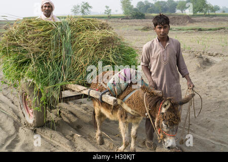 Deux hommes avec âne travaillant dans la terre par la rivière Chenab Multan Pakistan Banque D'Images