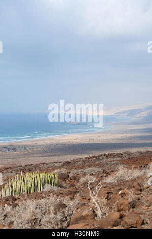 Fuerteventura : cactus et vue sur plage de cofete Banque D'Images