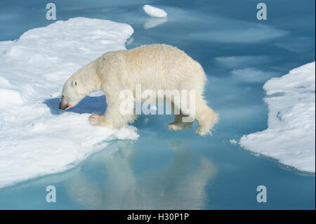 Mâle Ours polaire (Ursus maritimus) avec du sang sur son nez et la jambe sautant au dessus des blocs de glace et d'eau bleue, l'île de Spitsbergen Banque D'Images