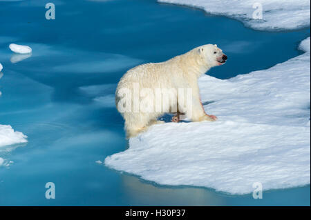 Mâle Ours polaire (Ursus maritimus) avec du sang sur son nez et la jambe sautant au dessus des blocs de glace et d'eau bleue, l'île de Spitsbergen Banque D'Images