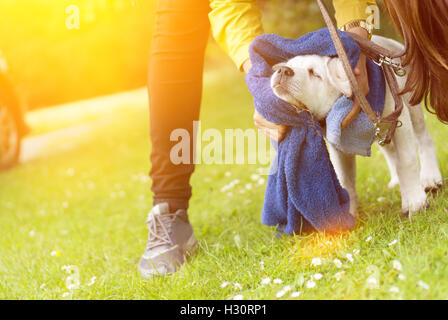 Sale petit chien labrador chiot est obtenir nettoyé Banque D'Images