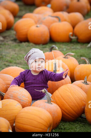 Vancouver, Canada. 2e oct, 2016. Un bébé est entouré de citrouilles au cours de l'événement "La citrouille" à Vancouver, Canada, le 2 octobre 2016. Des milliers de personnes ont apprécié de la communauté à l'ancienne fête des vendanges fun à travers diverses activités et expositions au cours de l'assemblée annuelle de la citrouille 'Événement' pour en savoir plus sur le patrimoine de l'agriculture au Canada. Credit : Liang Sen/Xinhua/Alamy Live News Banque D'Images