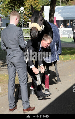 Hippodrome de Chantilly, France. 06Th Oct, 2016. Prix de l'Arc de Triomphe, la race 4 sur carte. © Harzand Plus Sport Action/Alamy Live News Banque D'Images