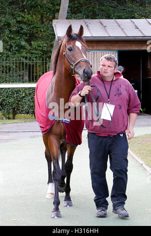 Hippodrome de Chantilly, France. 06Th Oct, 2016. Prix de l'Arc de Triomphe, la race 4 sur carte. Highland Reel © Plus Sport Action/Alamy Live News Banque D'Images