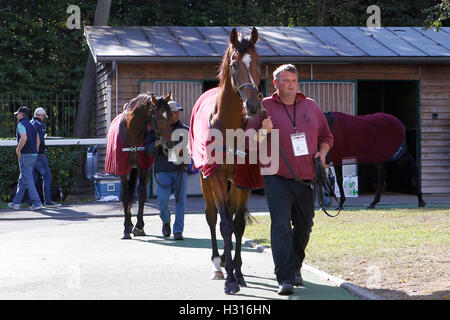 Hippodrome de Chantilly, France. 06Th Oct, 2016. Prix de l'Arc de Triomphe, la race 4 sur carte. Highland Reel © Plus Sport Action/Alamy Live News Banque D'Images