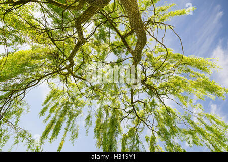 Saule pleureur (Salix babylonica) Banque D'Images