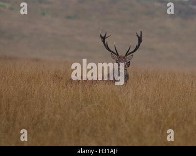 Red Deer et stag sur moor land derbyshire big moor 2016 rut nature faune animal Banque D'Images