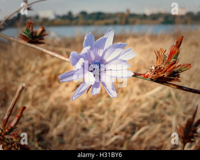 Gros plan d'une fleur de chicorée bleu dans une prairie d'automne Banque D'Images