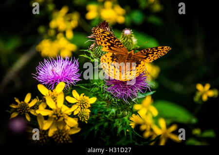 Great Spangled Fritillary papillon sur une fleur de chardon pourpre dans le Parc National Shenandoah, en Virginie. Banque D'Images