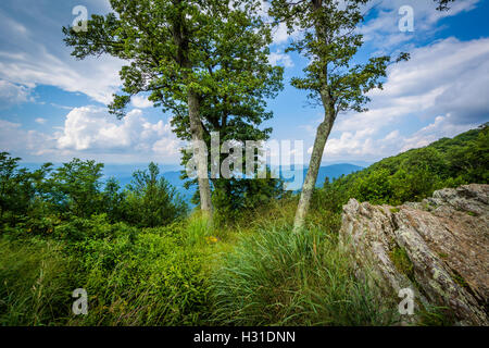Rochers et arbres creux à Jewell oublier dans le Parc National Shenandoah, en Virginie. Banque D'Images