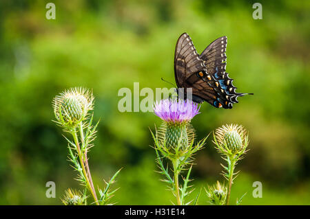 Swallowtail butterfly sur les fleurs dans le Parc National Shenandoah, en Virginie. Banque D'Images