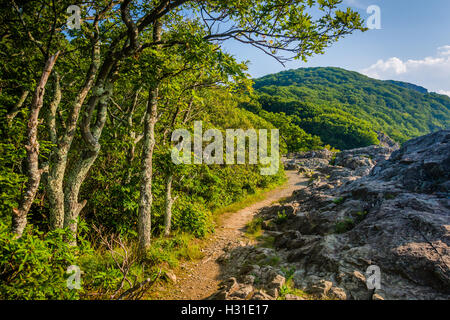 Le sentier des Appalaches sur le sommet de falaises Little Stony Man, dans le Parc National Shenandoah, en Virginie. Banque D'Images