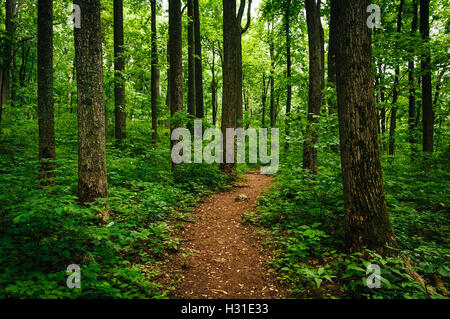 Sentier à travers de grands arbres dans une forêt luxuriante, le Parc National Shenandoah, en Virginie. Banque D'Images