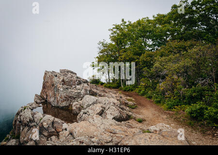 Flaque d'eau sur les falaises Little Stony Man et le sentier des Appalaches dans le brouillard, dans le Parc National Shenandoah, en Virginie. Banque D'Images