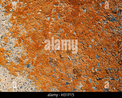Lichen jaune sur fond de surface en béton Banque D'Images