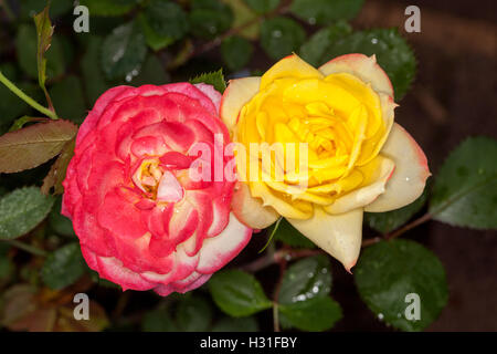 Fleurs rouge vif à côté de fleurs jaune vif & feuilles vert foncé de caméléon rose avec roses dans deux différentes phases de croissance Banque D'Images