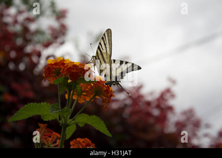 Un zèbre Swallowtail Butterfly sur une fleur Banque D'Images