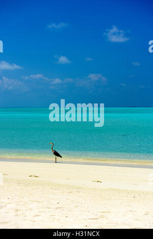 Heron, Maldives Banque D'Images