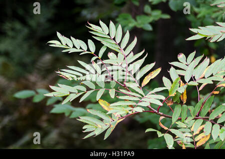 Des feuilles d'une American mountain ash commencent tout juste à changer de couleur au début d'octobre, dans le Maine. Banque D'Images