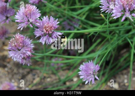 Bourdon sur une fleur de ciboulette Banque D'Images