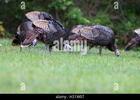 Les dindons sauvages se nourrissant dans la lumière du matin Banque D'Images