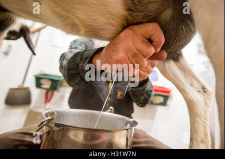 Close-up of a farmer's traite de la main une chèvre sur une ferme laitière dans la région de Harrison, Maine. Banque D'Images
