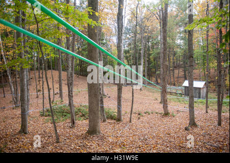 Robinets installés dans les arbres d'érable à l'aide de tubes en plastique pour recueillir des SAP pour le sirop d'érable à Gorham, Maine. Banque D'Images