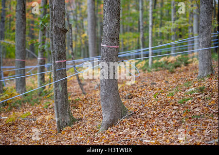 Robinets installés dans les arbres d'érable à l'aide de tubes en plastique pour recueillir des SAP pour le sirop d'érable à Gorham, Maine. Banque D'Images