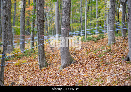 Robinets installés dans les arbres d'érable à l'aide de tubes en plastique pour recueillir des SAP pour le sirop d'érable à Gorham, Maine. Banque D'Images