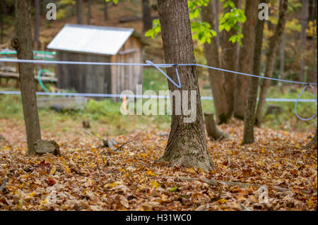 Robinets installés dans les arbres d'érable à l'aide de tubes en plastique pour recueillir des SAP pour le sirop d'érable à Gorham, Maine. Banque D'Images