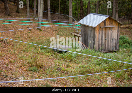 Robinets installés dans les arbres d'érable à l'aide de tubes en plastique pour recueillir des SAP pour le sirop d'érable à Gorham, Maine. Banque D'Images