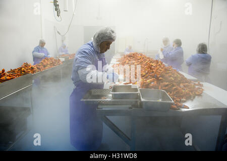 Processus de préparation du homard au SACO, Maine Banque D'Images