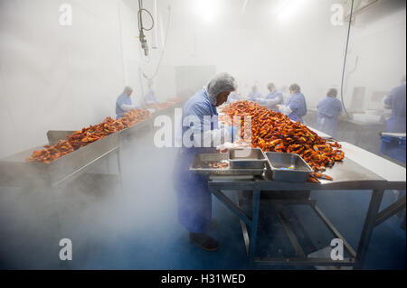 Processus de préparation du homard au SACO, Maine Banque D'Images