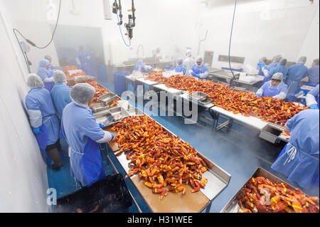 Processus de préparation du homard au SACO, Maine Banque D'Images