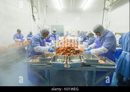 Processus de préparation du homard au SACO, Maine Banque D'Images