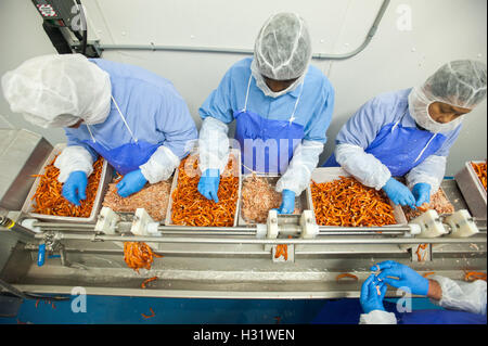 Processus de préparation du homard au SACO, Maine Banque D'Images