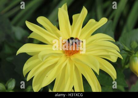 Bourdon chargée de pollen, sur une fleur marguerite jaune Banque D'Images