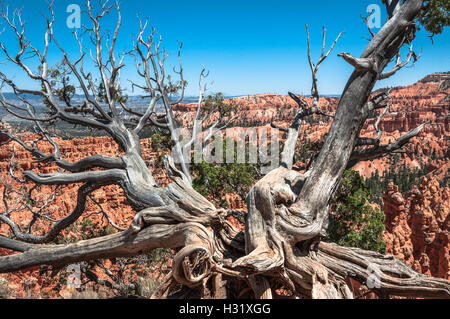 Arbre mort à Bryce Canyon National Park, Utah Banque D'Images