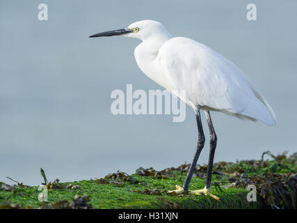 Aigrette garzette (Egretta garzetta), vue de côté, debout près de l'eau dans le West Sussex, Angleterre, Royaume-Uni. Banque D'Images