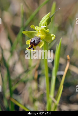 Ophrys lutea galilaea sous-espèce de l'orchidée abeille jaune en provenance de Chypre Banque D'Images