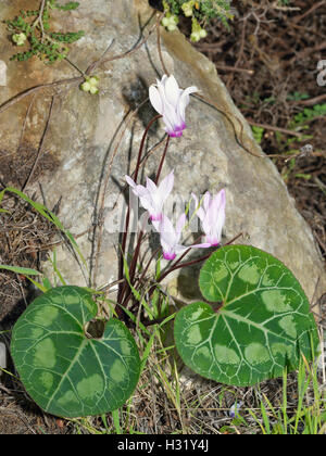 Cyclamen de Perse - Cyclamen persicum les fleurs et les feuilles Banque D'Images