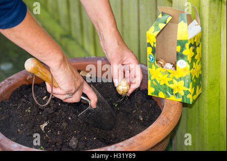 La plantation de bulbes de jonquilles jardinier femelle dans un pot de jardin en terre cuite prête pour le printemps UK Banque D'Images