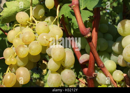 Grappe de raisin dans le vignoble Banque D'Images