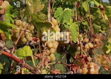 Grappe de raisins dans la vigne Banque D'Images