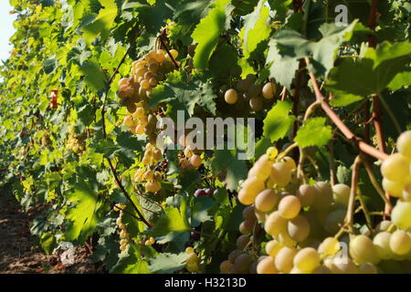 Les raisins de table dans le vignoble Banque D'Images