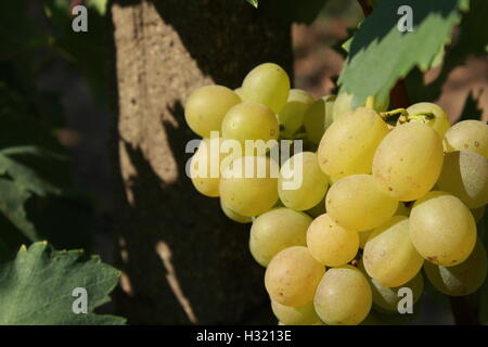 Les raisins de table blanc Banque D'Images