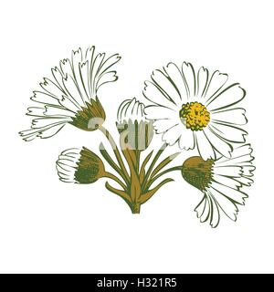 Bouquet coloré à la main de fleurs de camomille isolé sur fond blanc. Vector illustration Illustration de Vecteur