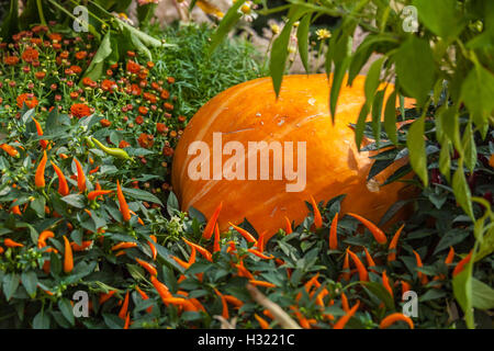 Citrouille la récolte d'automne Banque D'Images