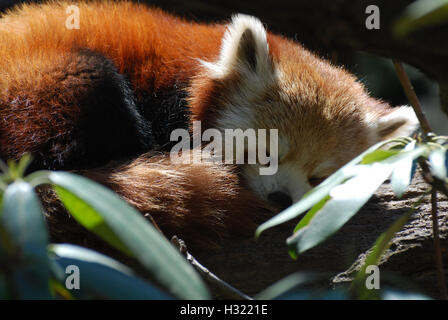 Adorable ours panda rouge recroquevillée et dormir. Banque D'Images